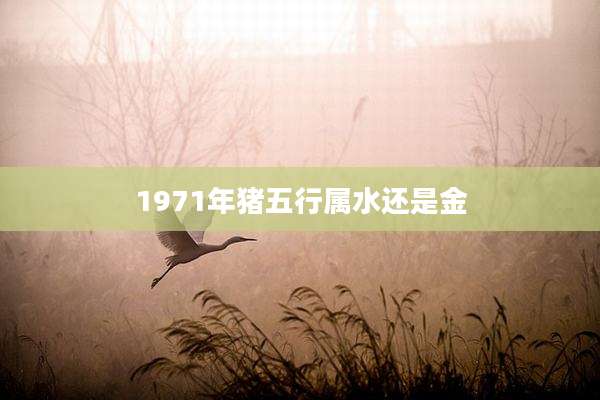 1971年猪五行属水还是金