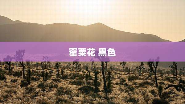 罂粟花 黑色
