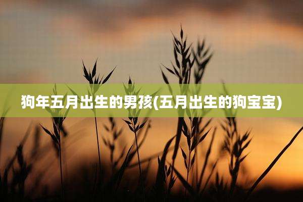 狗年五月出生的男孩(五月出生的狗宝宝)