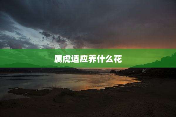 属虎适应养什么花