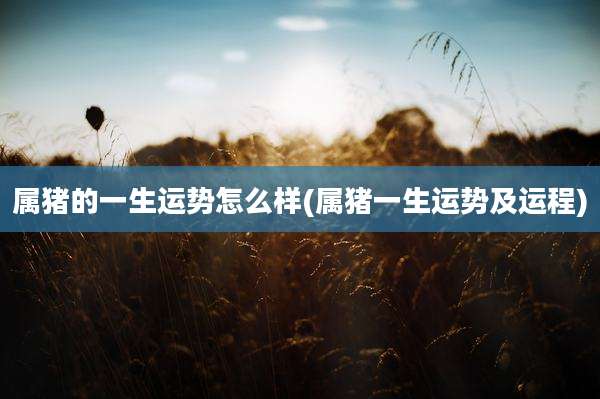 属猪的一生运势怎么样(属猪一生运势及运程)