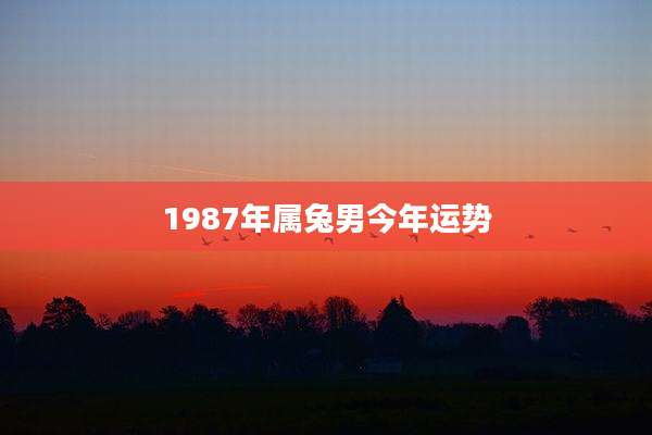 1987年属兔男今年运势