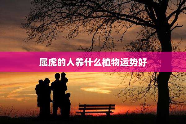 属虎的人养什么植物运势好