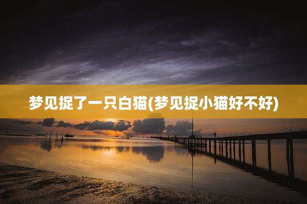 梦见捉了一只白猫(梦见捉小猫好不好)