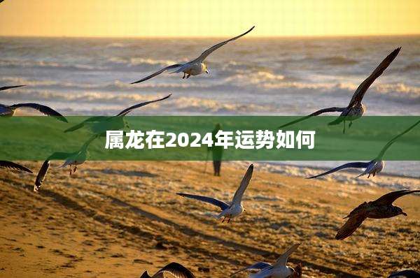 属龙在2024年运势如何