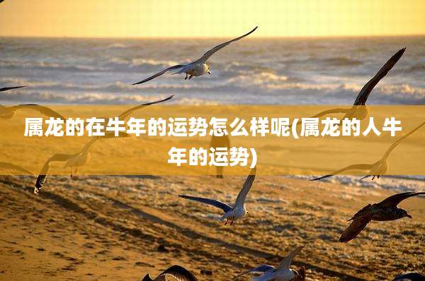 属龙的在牛年的运势怎么样呢(属龙的人牛年的运势)