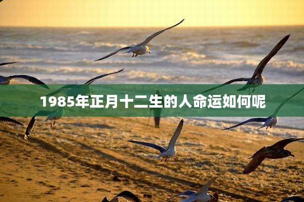 1985年正月十二生的人命运如何呢