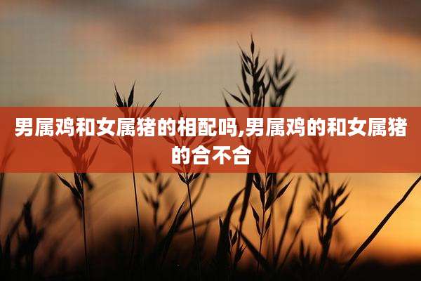 男属鸡和女属猪的相配吗,男属鸡的和女属猪的合不合