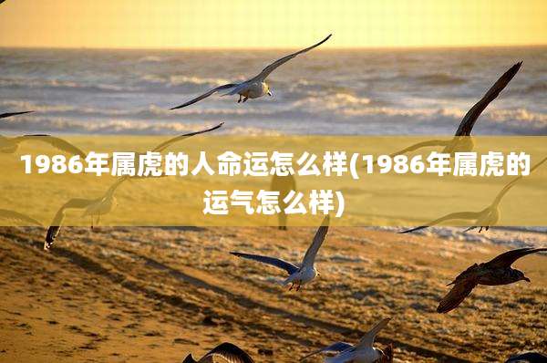 1986年属虎的人命运怎么样(1986年属虎的运气怎么样)