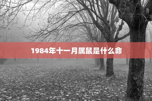 1984年十一月属鼠是什么命