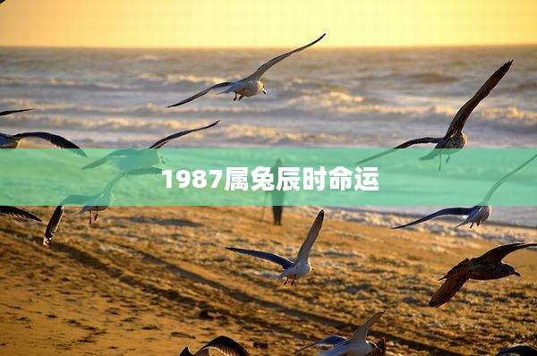 1987属兔辰时命运