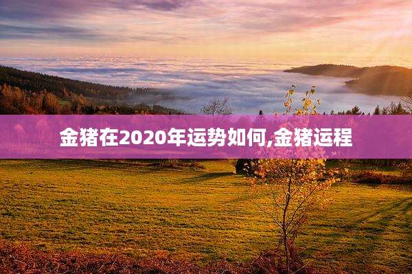 金猪在2020年运势如何,金猪运程