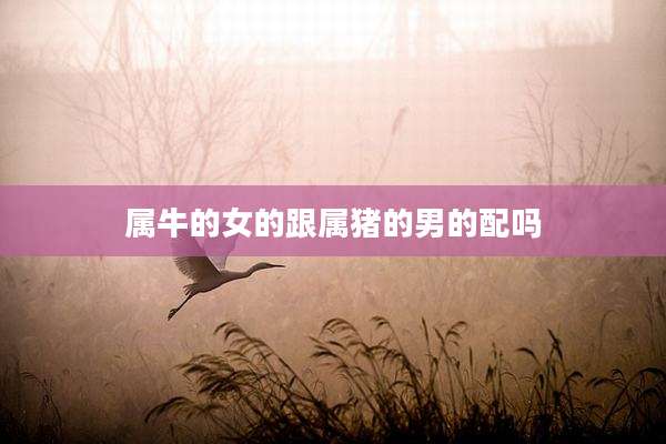 属牛的女的跟属猪的男的配吗