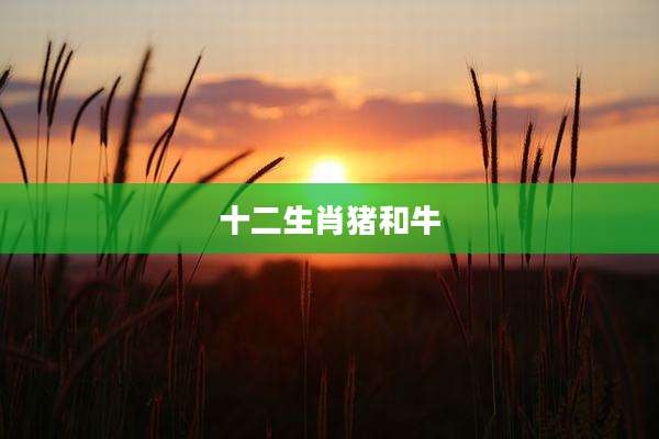 十二生肖猪和牛