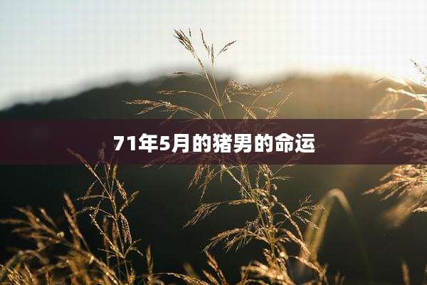 71年5月的猪男的命运