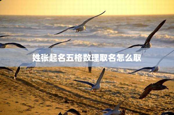 姓张起名五格数理取名怎么取