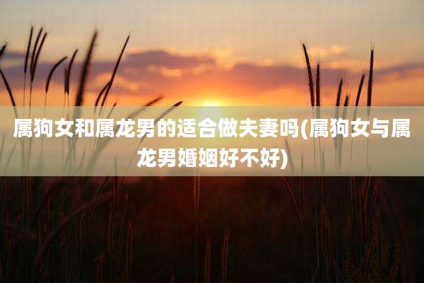 属狗女和属龙男的适合做夫妻吗(属狗女与属龙男婚姻好不好)