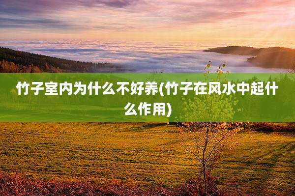 竹子室内为什么不好养(竹子在风水中起什么作用)