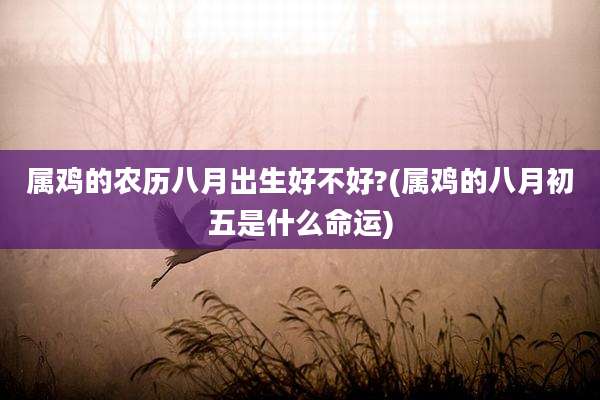 属鸡的农历八月出生好不好?(属鸡的八月初五是什么命运)