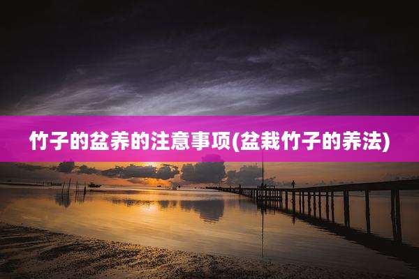 竹子的盆养的注意事项(盆栽竹子的养法)