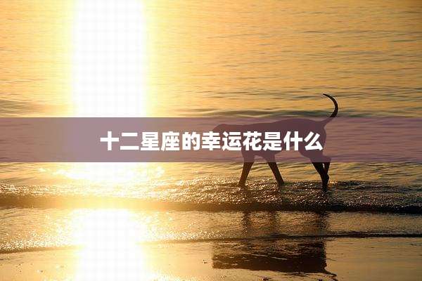 十二星座的幸运花是什么