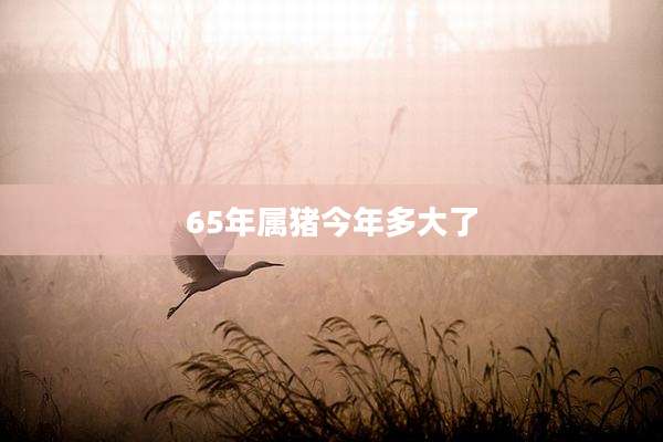 65年属猪今年多大了