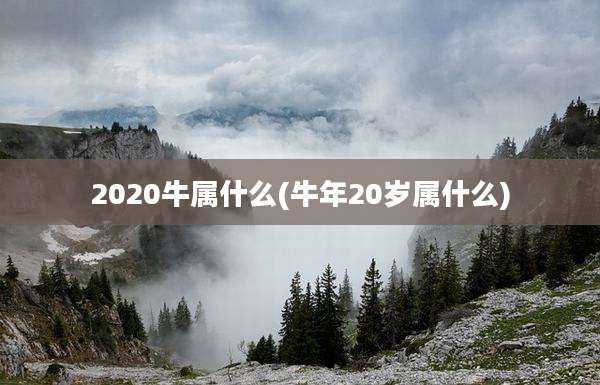 2020牛属什么(牛年20岁属什么)