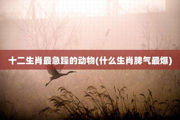 十二生肖最急躁的动物(什么生肖脾气最爆)