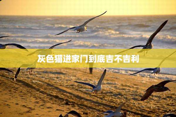 灰***进家门到底吉不吉利