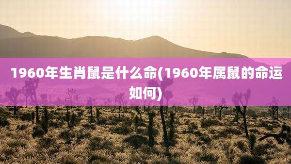 1960年生肖鼠是什么命(1960年属鼠的命运如何)