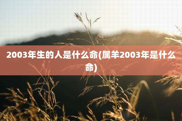 2003年生的人是什么命(属羊2003年是什么命)