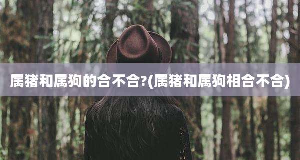 属猪和属狗的合不合?(属猪和属狗相合不合)