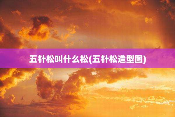 五针松叫什么松(五针松造型图)