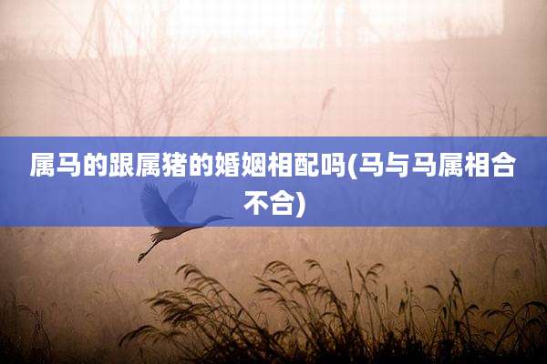 属马的跟属猪的婚姻相配吗(马与马属相合不合)