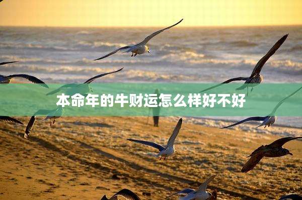 本命年的牛财运怎么样好不好