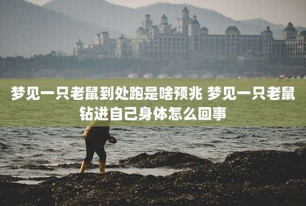梦见一只老鼠到处跑是啥预兆 梦见一只老鼠钻进自己身体怎么回事