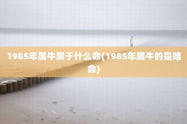 1985年属牛属于什么命(1985年属牛的是啥命)