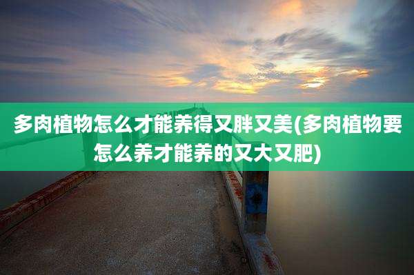 多肉植物怎么才能养得又胖又美(多肉植物要怎么养才能养的又大又肥)
