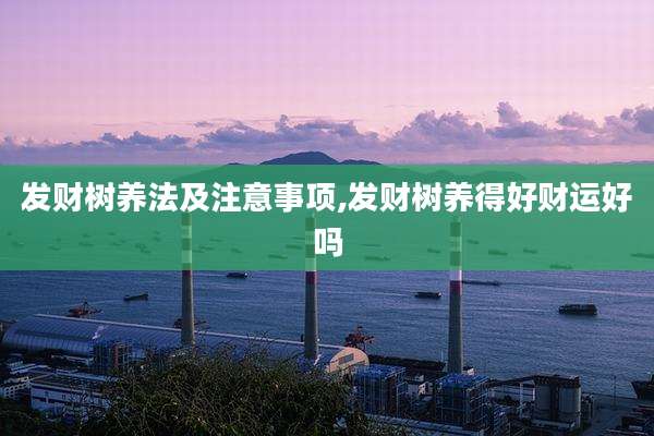 发财树养法及注意事项,发财树养得好财运好吗