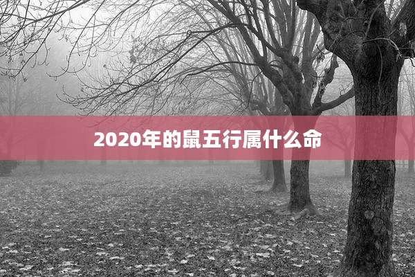 2020年的鼠五行属什么命