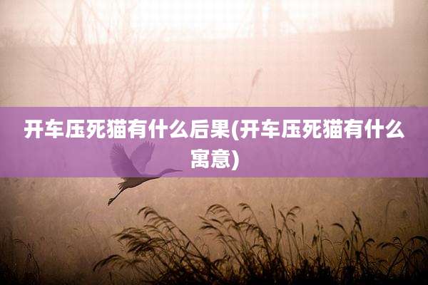 开车压死猫有什么后果(开车压死猫有什么寓意)