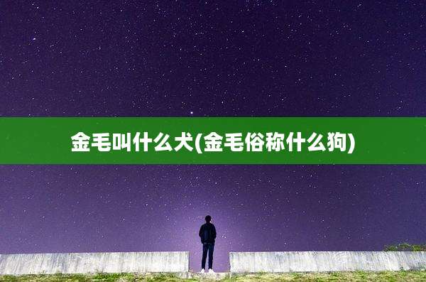 金毛叫什么犬(金毛俗称什么狗)