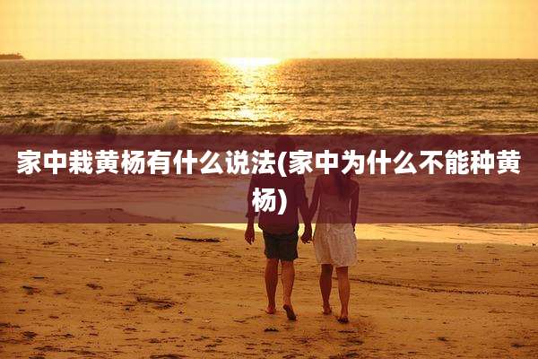 家中栽黄杨有什么说法(家中为什么不能种黄杨)