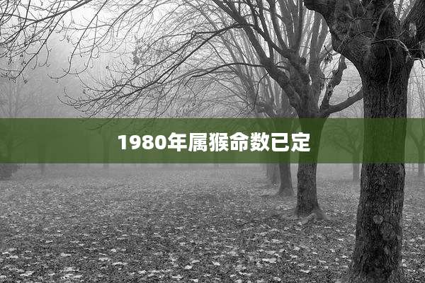 1980年属猴命数已定