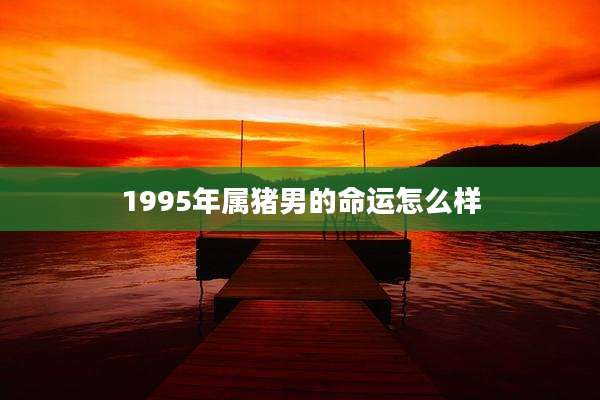 1995年属猪男的命运怎么样