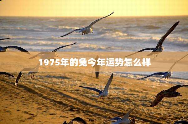 1975年的兔今年运势怎么样