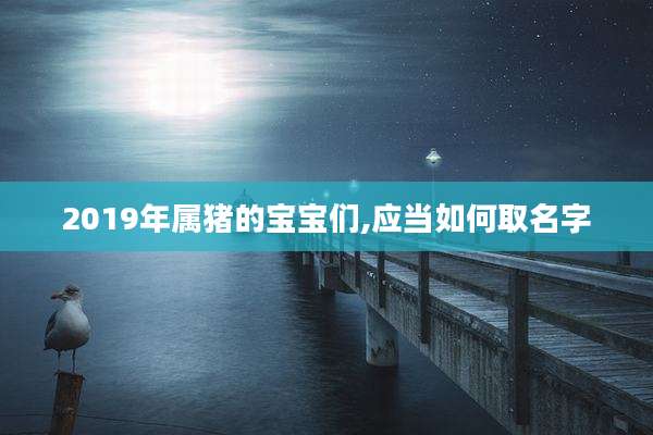 2019年属猪的宝宝们,应当如何取名字