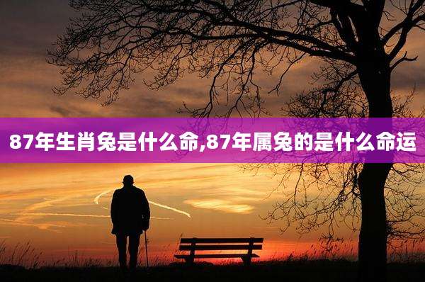 87年生肖兔是什么命,87年属兔的是什么命运