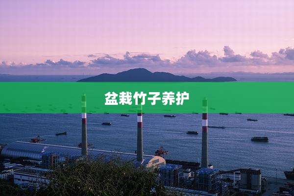 盆栽竹子养护