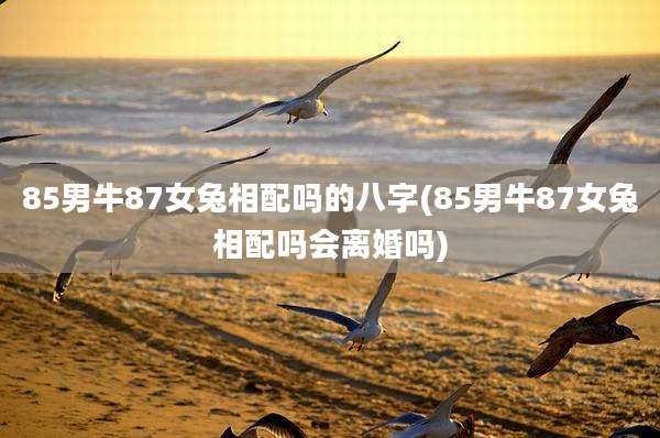 85男牛87女兔相配吗的八字(85男牛87女兔相配吗会离婚吗)
